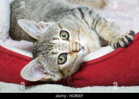 Drei Monate alte grau und braun gestreift Tabbykatze Verlegung seitlich in rot und Creme farbigen Bett. Mit Blick auf Viewer. Stockfoto