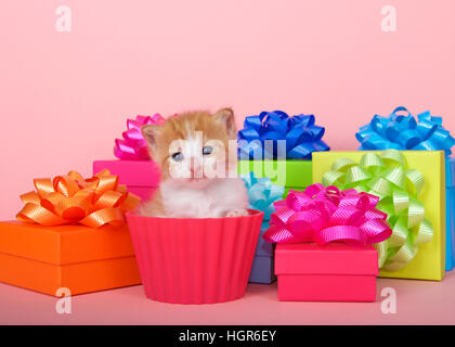 Orange-weiße Tabby Kitten in eine Tasse Kuchen mit bunten Geburtstag Geschenkkartons mit Bögen auf einem rosa Hintergrund. Kopieren Sie Raum. Stockfoto