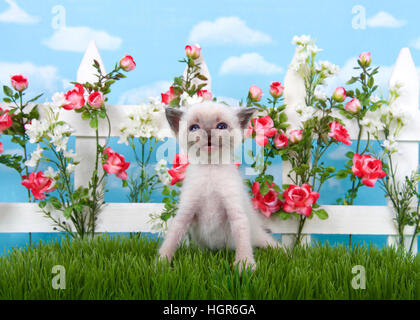 Entzückende siamesische Kätzchen sitzen lange Gras mit weißen Lattenzaun im Hintergrund, rosa Rosen und weißen Blumen am Zaun, Himmelshintergrund mit Wolken Stockfoto