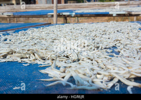 Kleine gesalzene Fische getrocknet unter der Sonne in Chanthaburi Provinz, Thailand Stockfoto