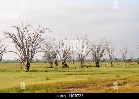 Wald der Toten Bäume in der Savanne von East Tsavo Park in Kenia Stockfoto