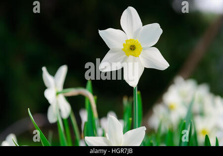 Schöne weiße und gelbe Narzissen. Gelbe und weiße Narzissen im Garten. Soft-Fokus oder geringe Schärfentiefe Stockfoto