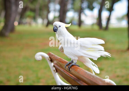 Weiße Papagei - Schwefel crested Cockatoo - Cacatua Galerita stehend auf eine Bank in einem Park Stockfoto