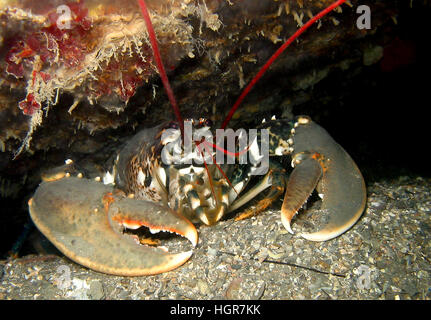 Gemeinsamer europäischer Hummer unter Wasser in einer Höhle unter einem Schiffswrack mit riesigen Krallen. Stockfoto