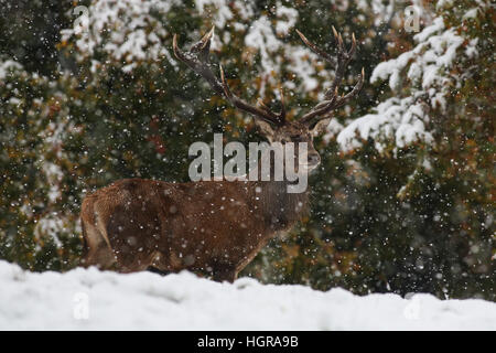 Ein Rotwild Hirsch steht für Aufmerksamkeit in Der starke Schneefall am Fountains Abbey in der Nähe von Bedale in North Yorkshire. Stockfoto