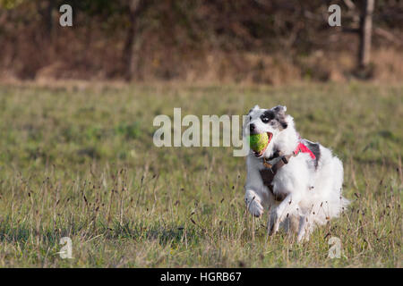 Welsh Sheepdog laufen und spielen mit einem Tennisball Stockfoto