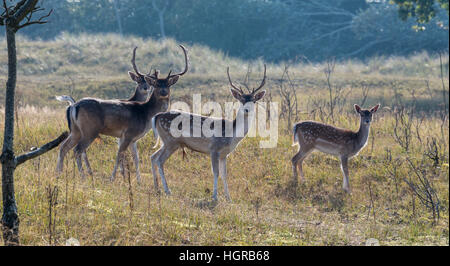 Gruppe von jungen Fallo Wdeer schauen neugierig in die Kamera in Holland Naturgebiet genannt Amsterdam Waterleiding duingebied Stockfoto