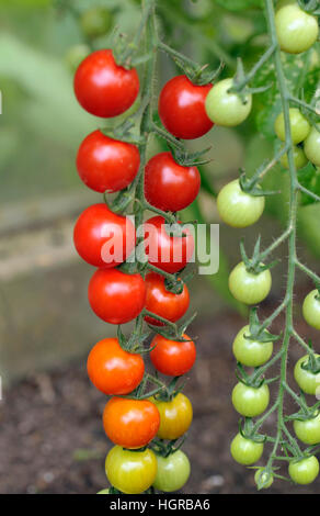 Cherry-Tomaten, F1 Sweet Million Reifung am Rebstock in einem Gewächshaus. Stockfoto