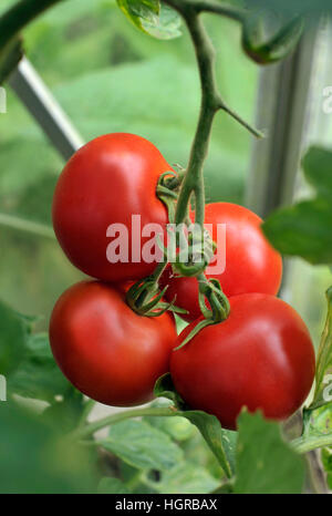 Reife Alicante Tomaten in einem Gewächshaus wachsen. Stockfoto