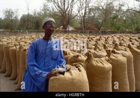 Afrika, Ernte von Erdnüssen in Senegal Stockfoto