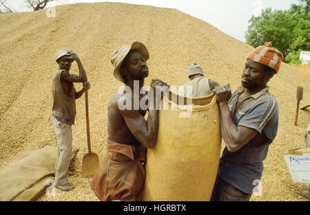 Afrika, Ernte von Erdnüssen in Senegal Stockfoto