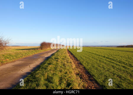 Ein konkreter Ausschnitt des öffentlichen Fußweg durch eine Weißdorn Hecke und ein grünes Weizenfeld auf den malerischen Yorkshire Wolds im Winter. Stockfoto