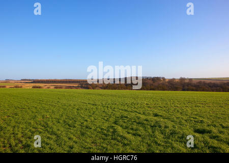 Grüne Winterweizen und Waldgebiet mit Hügeln und Hecken in Yorkshire Wolds Landschaft unter einem strahlend blauen Himmel im Winter. Stockfoto