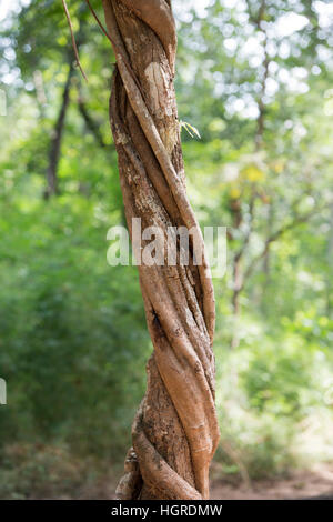 den Wald und Pflanzen im Nationalpark Phu Phra Bat in der Nähe der Stadt Udon Thani in die Isan in Nordost-Thailand. Stockfoto