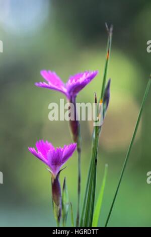 Mädchen Rosa, Dianthus deltoides Stockfoto