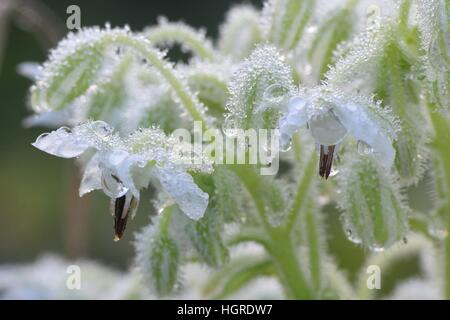 Borretsch auch bekannt als ein starflower Stockfoto