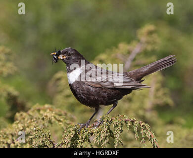 Ring Ouzel, Turdus torquatus, Sammeln von Futter für Küken Stockfoto