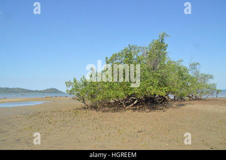 Kahlen Baum am Ufer des Ambatozavavy in Nosy Be, Madagaskar. Stockfoto