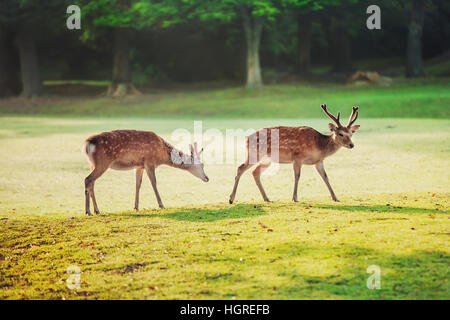 Heiligen Sika Hirsche im Nara-Park am Morgen Stockfoto
