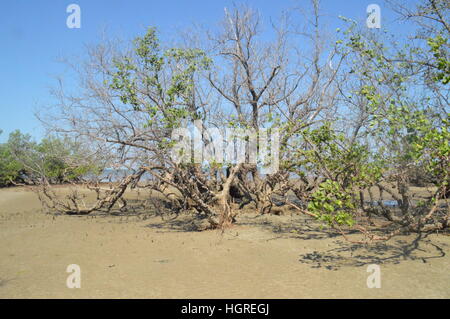 Kahle Bäume am Ufer des Ambatozavavy in Nosy Be, Madagaskar Stockfoto
