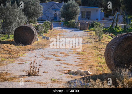 Trulli Häuser in Pulia Aeria in Süditalien Stockfoto