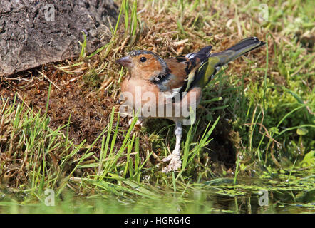 Gemeinsamen Buchfinken (Fringilla Coelebs Gengleri) Erwachsene männliche Füße betroffen sind schlecht "Schuppige Fuß" Eccles-on-Sea, Norfolk, Sept Stockfoto