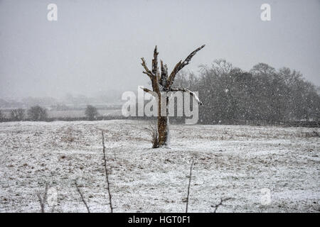 Burton Lazars, Leicestershire, UK. 13. Januar 2017. Mildes Wetter weicht Winter Bedingungen als Schnee fällt Pferde Schutz unter Bäumen, Bild Postkarte Aussicht über die Wolds retten. Bildnachweis: Clifford Norton/Alamy Live-Nachrichten Stockfoto