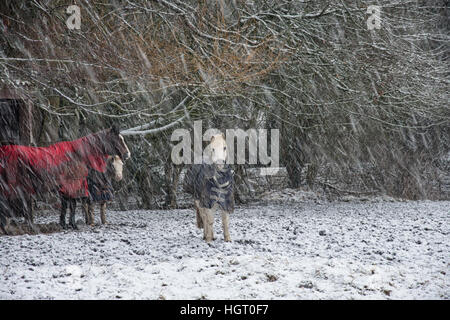 Burton Lazars, Leicestershire, UK. 13. Januar 2017. Mildes Wetter weicht Winter Bedingungen als Schnee fällt Pferde Schutz unter Bäumen, Bild Postkarte Aussicht über die Wolds retten. Bildnachweis: Clifford Norton/Alamy Live-Nachrichten Stockfoto