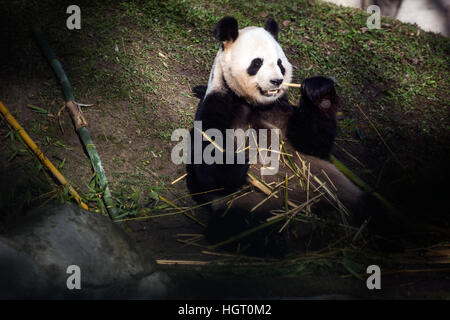 Madrid, Spanien. 12. Januar 2017. Panda Bing Xing, Chulinas Vater, Bambus zu essen, während die Darstellung der Chulina in Madrid Zoo Aquarium Credit: Marcos del Mazo/Alamy Live News Stockfoto