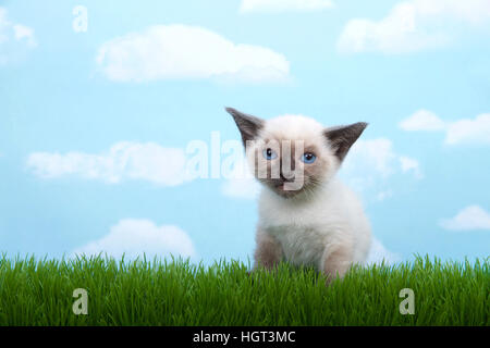 Eine kleine siamesische Kätzchen mit Munchkin Zügen sitzen im Rasen Viewer, niedergeschlagenen Gesichtsausdruck betrachten.  blauem Hintergrund Himmel mit Wolken. Kopieren Sie Raum. Stockfoto