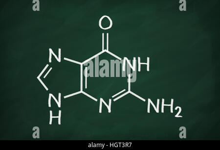Strukturmodell von Guanin an die Tafel. Stockfoto