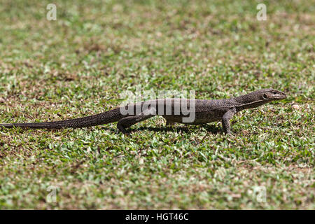 Bengalen oder gemeinsame indische Monitor (Varanus Bengalensis), Juvenile, Sri Lanka Stockfoto