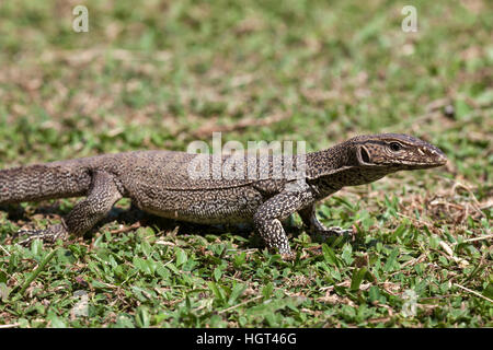 Bengalen oder gemeinsame indische Monitor (Varanus Bengalensis), Juvenile, Sri Lanka Stockfoto