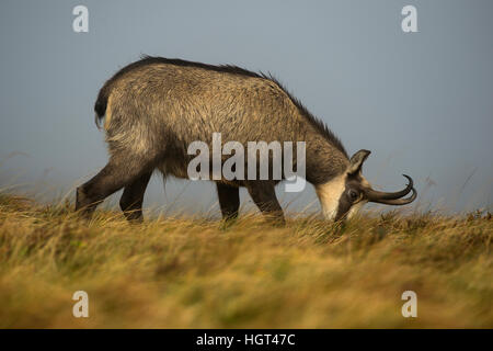 Gämse (Rupicapra Rupicapra) Fütterung auf Bergwiese, Vogesen, Hohneck, Frankreich Stockfoto