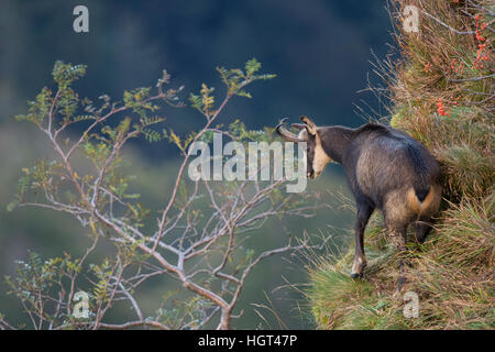 Gämse (Rupicapra Rupicapra) am Steilhang, Vogesen, Hohneck, Frankreich Stockfoto