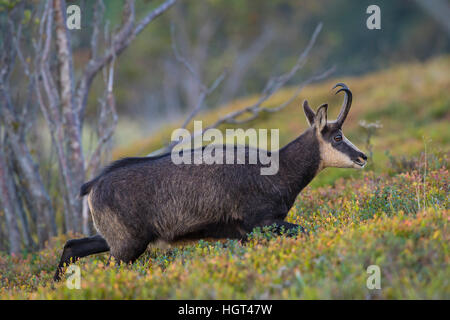 Gämse (Rupicapra Rupicapra), Vogesen, Hohneck, Frankreich Stockfoto