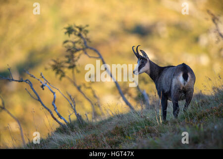 Gämse (Rupicapra Rupicapra) am Berghang, Vogesen, Hohneck, Frankreich Stockfoto