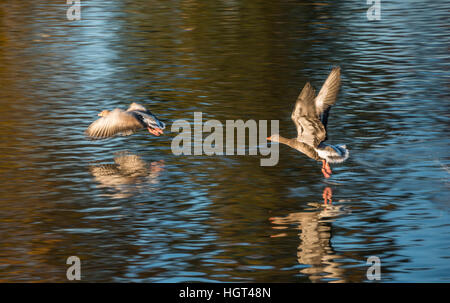 Zwei Graugänse (Anser Anser) die Flucht aus dem Wasser, Upper Bavaria, Bavaria, Germany Stockfoto