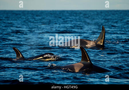 Orcas oder Schwertwale (Orcinus Orca), Kaldfjorden, Norwegen Stockfoto