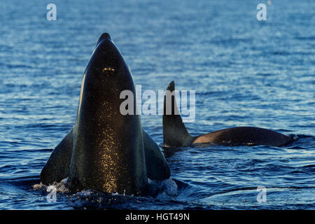 Orca oder Mörder-Wal (Orcinus Orca), falsch, Kaldfjorden, Norwegen Stockfoto