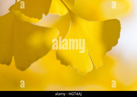 Gelbe Ginkgo verlässt (Ginkgo Biloba), im Herbst, North Rhine-Westphalia, Germany Stockfoto