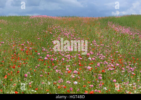 Mohnfeld mit Schlafmohn (Papaver Somniferum) und gemeinsame Klatschmohn (Papaver Rhoeas), Hessen, Deutschland Stockfoto