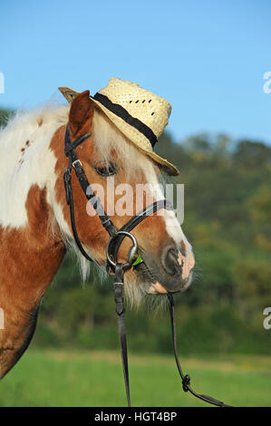 Island-Pony cross Rasse, Kastanien Pinto, Wallach, mit Zaum und Hut Stockfoto