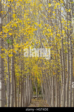 Gelbe Espen (Populus Tremula) in herbstlichen Farben, kultiviert für Holz, in der Nähe von Guadix, Provinz Granada, Andalusien, Spanien Stockfoto