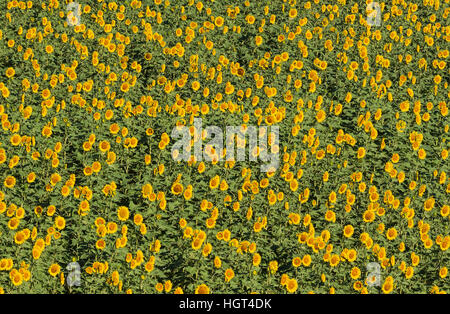 Sonnenblumen (Helianthus Annuus), Feld, Bebauungen in Campiña Cordobesa, Provinz Córdoba, Andalusien, Spanien Stockfoto