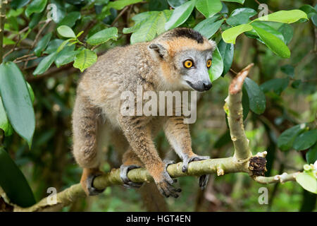 Gekrönte Lemur (Eulemur Coronatus) im Baum, Pèrinet-Analamazaotra Nature Reserve, Madagaskar Stockfoto