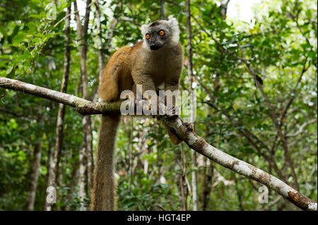 Schwarzen Lemur (Eulemur Macaco) auf Ast, Andasibe Nationalpark, Madagaskar Stockfoto