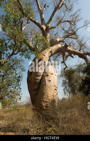 Zwei ineinander Fony (Affenbrotbäume Rubrostipa) Affenbrotbäume, Affenbrotbäume verliebt, Morondava, Madagaskar Stockfoto