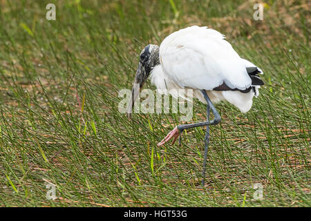 Holz-Storch (Mycteria Americana), auf der Suche nach Nahrung im Schilf, Everglades-Nationalpark, Florida, USA Stockfoto