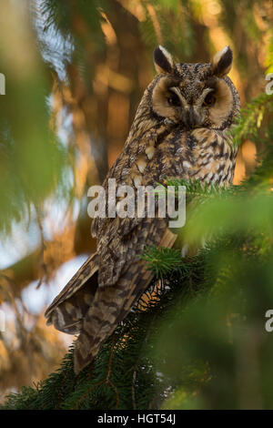 Waldohreule (Asio Otus) sitzt gut getarnt zwischen grüne Zweige von einem Nadelbaum, aufmerksam, Tiere beobachten. Stockfoto